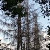 Abgestorbene Fichten gibt es allerorten auf den trockenen Kanten des Maintals. So wie im Eibelstadter Wald sieht es auch im Schweinfurter Stadtwald aus. Sogar im kühleren Höllental sind die Fichten abgestorben.
