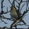 Beeindruckend: Der Singflug dieses Baumpiepers bei der Vogelwanderung im Naturschutzgebiet in Mittelstreu. Beeindruckend: Der Singflug dieses Baumpiepers bei der Vogelwanderung im Naturschutzgebiet in Mittelstreu.