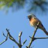 Wehmütig singt ein Gartenrotschwanz im Naturschutzgebiet Mittelstreu sein Lied. Wehmütig singt ein Gartenrotschwanz im Naturschutzgebiet Mittelstreu sein Lied.