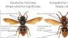Vergleich: asiatische und europäische Hornisse