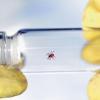 Winzig und gefährlich: Die Zecke kann die Infektionskrankheit Borreliose übertragen.