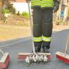 Mit Geleitschutz von drei Feuerwehrmännern wurden die Enten-Babys in ihr natürliches Terrain zurück begleitet. Die Tiere hatten sich im Altort von Greßthal orientierungslos aufgehalten.