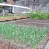 Im Gemüsegarten ist der im Herbst gesteckte Knoblauch  zu stattlicher Größe herangewachsen