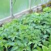 Prächtig gedeihen die Jungpflanzen von Tomaten & Co. im Gewächshaus
