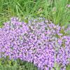 Jetzt in voller Blüte: das Blaukissen
