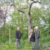 Frank Bauer (links) begutachtet mit dem Ehepaar Schug die vielen Astlöcher im alten Apfelbaum, mögliche Nistplätze für Höhlenbrüter