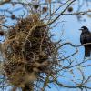 Eine von zahlreichen Saatkrähen am Wittelsbacherplatz: In den Nestern ziehen die geschützten Vögel gerade ihre Brut groß.