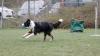 Der Border Collie wird mit seinem Spielzeug für die richtig ausgeführten Kommandos belohnt und gelobt. Der Border Collie wird mit seinem Spielzeug für die richtig ausgeführten Kommandos belohnt und gelobt.