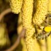 Bienensummen zum Frühlingsstart