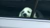 Ein Autodieb aus der Schweiz ging der Polizei in Unterfranken ins Netz. Nicht nur der Wagen war gestohlen, darin saß auch noch der Hund des Besitzers. (Symbolfoto)