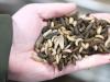 Neues aus der Insekten-Küche: Zwei Glühweinwürmchen enthalten dreimal mehr Eiweiß eine Biene Helene.