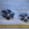 Eine Wolfsspur aus dem Truppenübungsplatz Wildflecken.