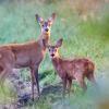 Der Wildverbiss hat im Höchheimer Gemeindewald zugenommen. Deswegen will der Gemeinderat ein  Jagdrevier errichten und die Jagd dort intensivieren. 