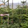 Dieses Weihnachten gibt es auf jeden Fall genügend Bäume.