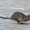 Besser die Flucht ergreifen: Dettelbachs Kampf gegen die Kanalratten war erfolgreich. Die Stadt mit ihren zehn Ortsteilen ist inzwischen nahezu rattenfrei.