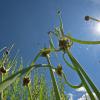 Knoblauch sucht und fängt die Sonne ein.