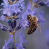 Biene im Lavendel.