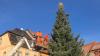 Der diesjährige Christbaum für den Gerolzhöfer Marktplatz steht. Das wunderschön gewachsene Exemplar wurde am Montag vom Team des städtischen Bauhofs aufgerichtet.