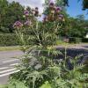 Artischockenblüte in der Rottendorfer Straße in Würzburg.