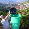 Weinlese in der Lage “Homburger Edelfrau“. Weinbautechniker Alfred Blank freut sich über schöne Rotwein-Trauben. Weinlese in der Lage “Homburger Edelfrau“. Weinbautechniker Alfred Blank freut sich über schöne Rotwein-Trauben.