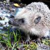 Igel findet in einem Hohenrother Garten ein liebevolles Zuhause