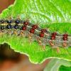 Berüchtigte Schädlinge wie die Schwammspinner-Raupe (im Bild) sind in diesem Jahr offenbar weniger weit im Landkreis verbreitet.