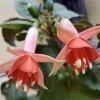 Die Fuchsien-Schau im Kastellangarten von Schloss Weikersheim läuft bis 17. Oktober 2021. Im Bild Fuchsie Clara Luna.