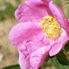 Die Zimt-Rose: robust und gesund mit zimtfarbener Rinde.