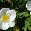 Die Bibernell-Rose zeigt ihre  porzellanweißen Blüten schon ab Mitte Mai.