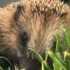 Viele Igel werden von Mährobotern nicht als Hindernis erkannt.