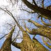 Frühlingserwachen im Steigerwald 2021: Aber die Bäume kämpfen ums Überleben - gegen Trockenheit und Schädlinge.