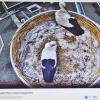 Die Bad Königshöfer Kurstörche sind jetzt Youtube-Stars