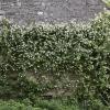 Die nur schwach gefüllte Kletterrose "Janet B Wood" war eine Bienenweide und Vogel-Refugium. Sie wurde über dem Boden abgezwickt. Die nur schwach gefüllte Kletterrose "Janet B Wood" war eine Bienenweide und Vogel-Refugium. Sie wurde über dem Boden abgezwickt.
