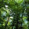 Mehr Waldschutz und einen Nationalpark im Steigerwald
