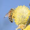 Die Salweide ist wegen ihrer frühen Blüte bei Honigbienen und einigen Vogelarten beliebt. Deshalb soll sie auch in der Natur bleiben und nicht zum Osterstrauß werden.