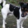 Jacky sucht ein Zuhause.