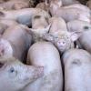 Wohin mit den Schweinen? Wegen der Corona-Hygieneauflagen sind die Kapazitäten vor allem in Schlachthöfen erschöpft. Zudem nimmt wegen des Lockdowns die Gastronomie kaum mehr Ware ab. 