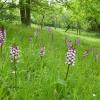 Auf einer extensiv genutzten Streuwiese im Landkreis Schweinfurt sind zahlreiche vom Aussterben betroffene Arten anzutreffen, unter anderem auch Orchideen.