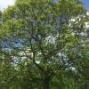 Die Edelkastanie im Schlosspark Gleisenau zeichnet sich durch einen stattlichen Wuchs, auffällige Blüten und die typischen, essbaren Früchte aus. Der Baum wird bis zu zehn Meter hoch.