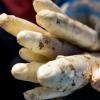 Frisch gestochener Spargel: Das beliebte Saisongemüse wird derzeit geerntet, allerdings fehlen Helfer. Die Spargelbauern müssen improvisieren, was bislang in der Region ganz gut gelingt.