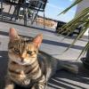 Katze Luna aus Güntersleben wird immer noch vermisst. Katze Luna aus Güntersleben wird immer noch vermisst.