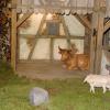 Im Moment ist nur der Ochs im Stall. Im Moment ist nur der Ochs im Stall.