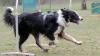 Mit Vollgas durch den Parcour und dabei immer ganz genau horchen, welche Signale Frauchen gibt: Dieser Border Collie ist schon geübt in der Sportart "Hoopers". 