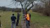 Pflegearbeiten an einem vergreisten Obstbaum.