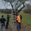 Pflegearbeiten an einem vergreisten Obstbaum.