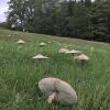 Hunderte Parasole auf einer Wiese in Halsbach, Pilze