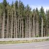 Auch für den vorbeikommenden Laien sind die Waldschädenmittlerweile deutlich erkennbar. Die Aufnahme zeigt einen durch Trockenheit, Hitze und Käferbefall stark geschädigten Fichtenbestand in der Rappershäuser Gemarkung "Bauholz"unmittelbar an der nach Rothausen führenden Staatsstraße. Auch für den vorbeikommenden Laien sind die Waldschädenmittlerweile deutlich erkennbar. Die Aufnahme zeigt einen durch Trockenheit, Hitze und Käferbefall stark geschädigten Fichtenbestand in der Rappershäuser Gemarkung "Bauholz"unmittelbar an der nach Rothausen führenden Staatsstraße.