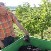 Ein Mann – ein Container: Das ist die Ausbeute eines Erntehelfers an einem Tag. Die geernteten Beeren werden innerhalb von 24 Stunden in der Kelterei und danach in der Ostheimer Bionadefabrik weiterverarbeitet. Das Bild zeigt Klaus Pörtner beim Begutachten der Ausbeute. Ein Mann – ein Container: Das ist die Ausbeute eines Erntehelfers an einem Tag. Die geernteten Beeren werden innerhalb von 24 Stunden in der Kelterei und danach in der Ostheimer Bionadefabrik weiterverarbeitet. Das Bild zeigt Klaus Pörtner beim Begutachten der Ausbeute.