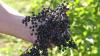 Die Beeren sind tiefschwarz. Die Stiele der Dolden sind rot. Das ist ein Zeichen dafür, dass der Holunder reif ist. Nun hat die Haupterntezeit für den Holunder begonnen.