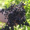Die Beeren sind tiefschwarz. Die Stiele der Dolden sind rot. Das ist ein Zeichen dafür, dass der Holunder reif ist. Nun hat die Haupterntezeit für den Holunder begonnen.